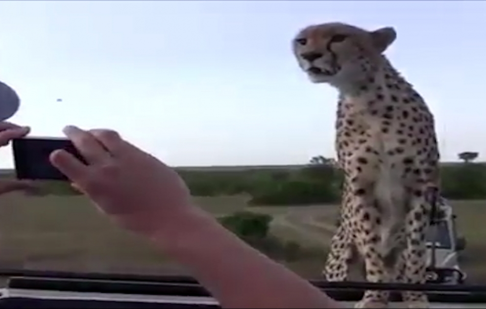 Hepard turistləri gərginlikdə saxladı
