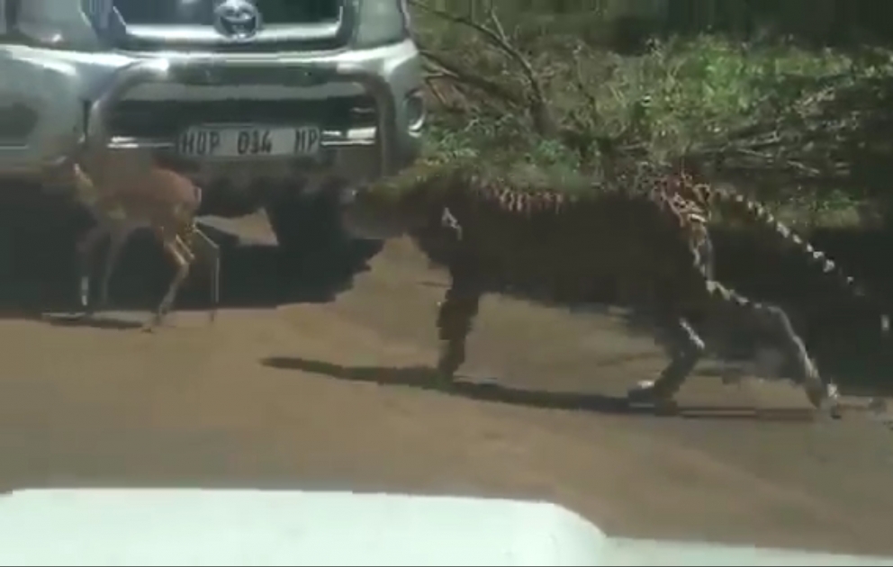Baby Impala Tries to Hide From Cheetahs