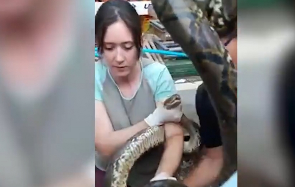 Şəhərin içində pişiyi udmuş piton ilanını tutdular
