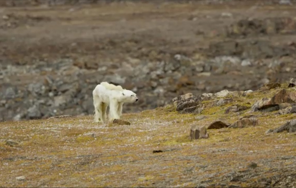 Video showing starving polar bear goes viral