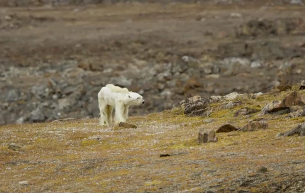 Ein Video zeigt drastisch die Folgen des Klimawandels für Eisbären