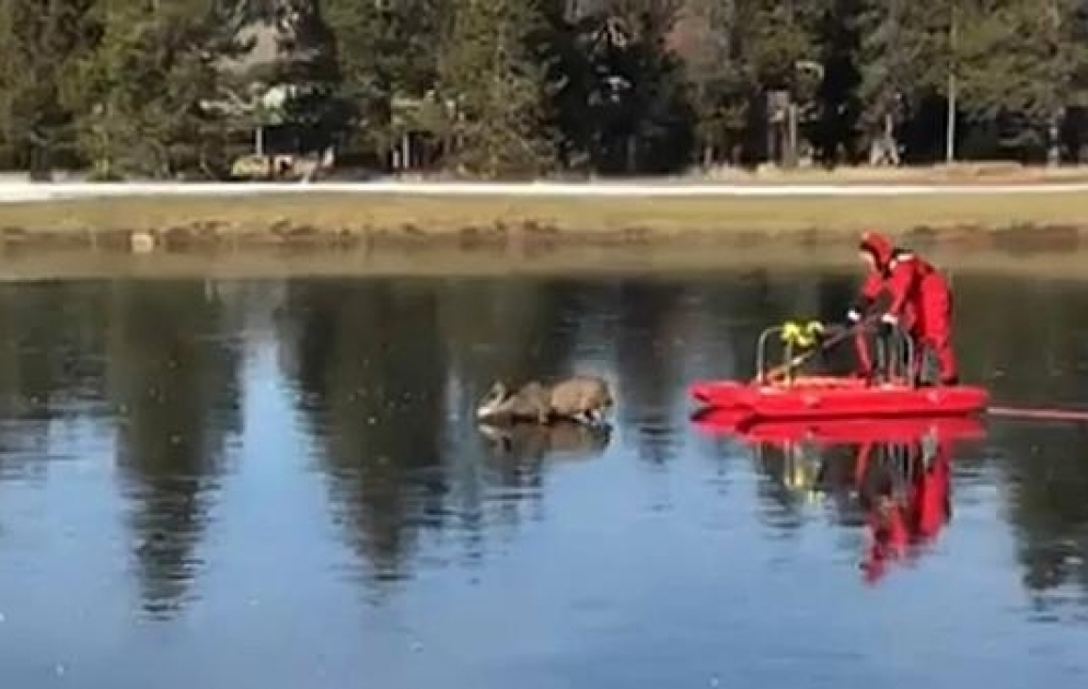 Rescuer comes to aid of trapped deer