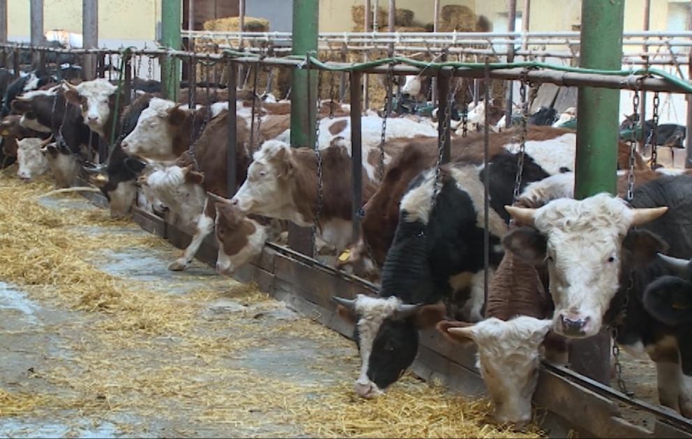 Şimal bölgəsində bu il süni yolla mayalandırılan heyvanlardan 4 min 859 baş bala alınıb