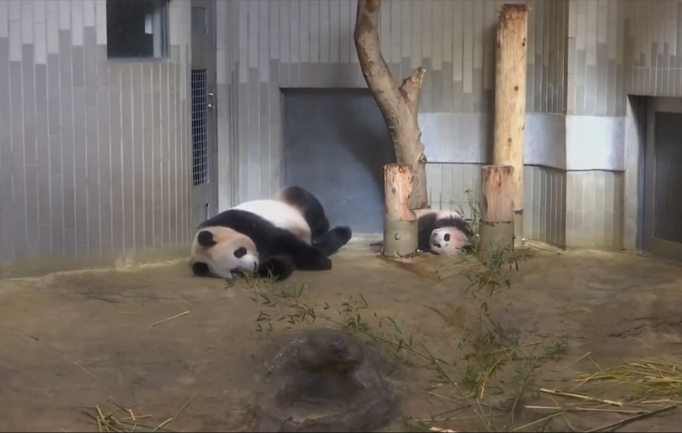 Tokioda ictimaiyyətə panda balası təqdim edildi