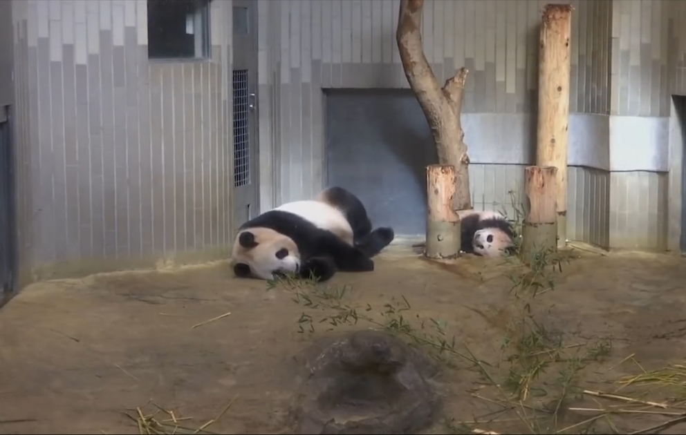 Tokio: Ein Panda-Baby erstmals vor großem Publikum