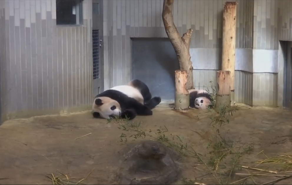 Baby panda makes first appearance at Tokyo zoo
