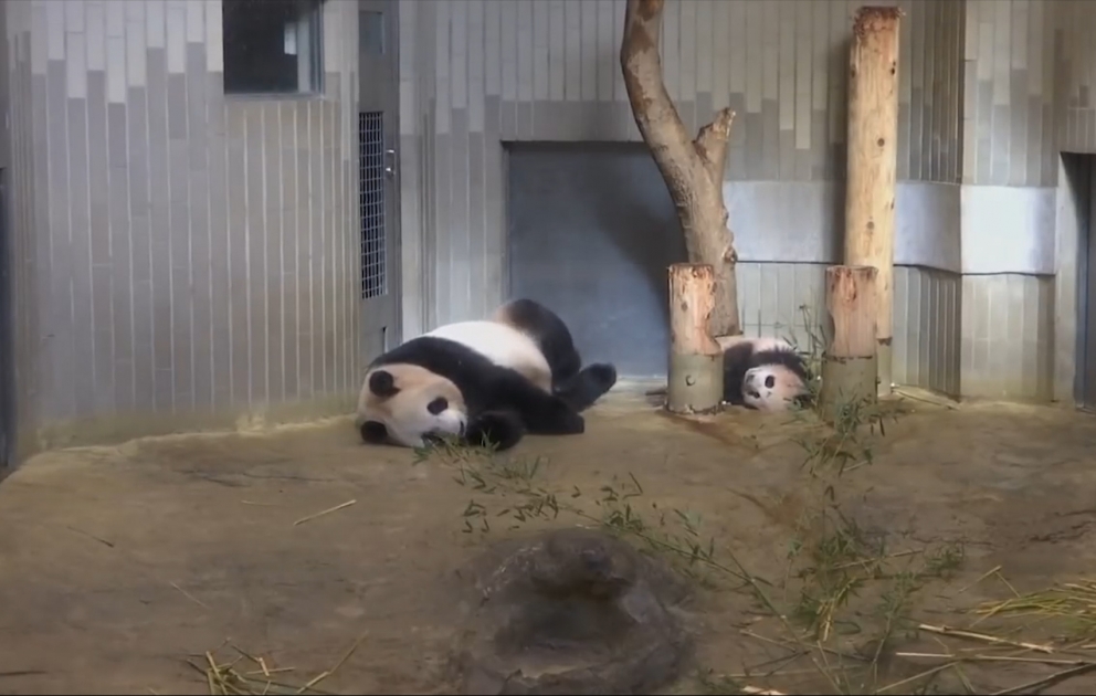 Un bébé panda a été présenté au public à Tokyo