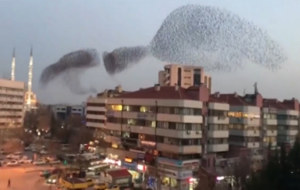 Hundreds of starlings fly together in a whirling in Turkey to amaze onlookers