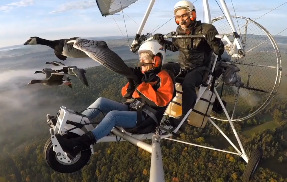 Flying with a flock of birds