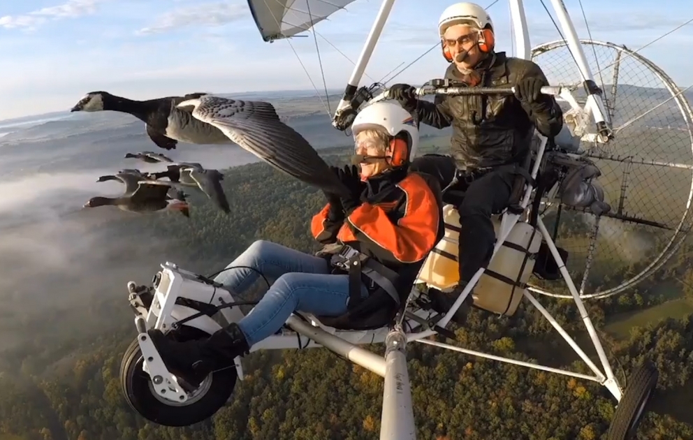 Ein Flug zusammen mit Vogelschar