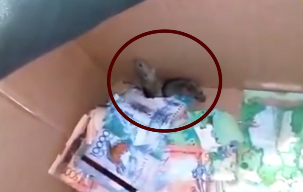 Siçanlar bankomatdakı pulları yeyiblər