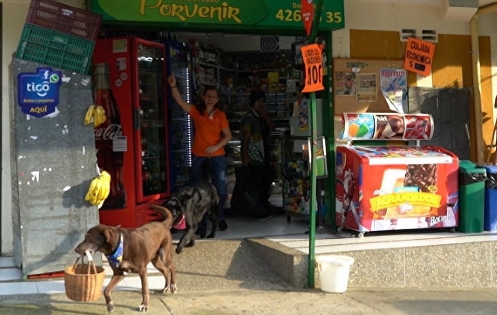 Labrador retriver works as shop’s courier