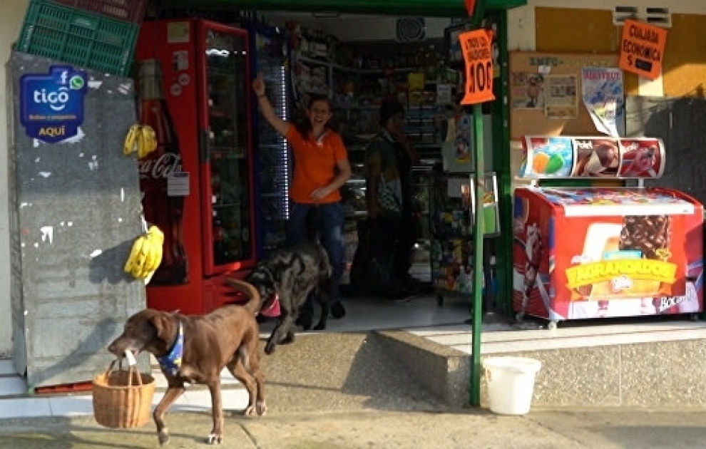 Ce Labrador travaille coursier dans un magasin