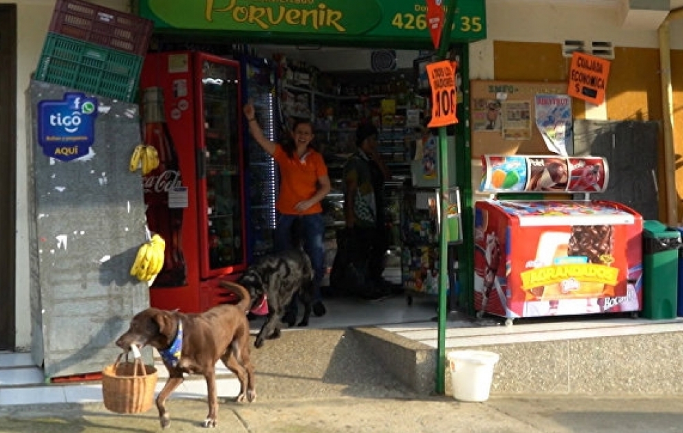 Labrador arbeitet als Kurier in einem Market