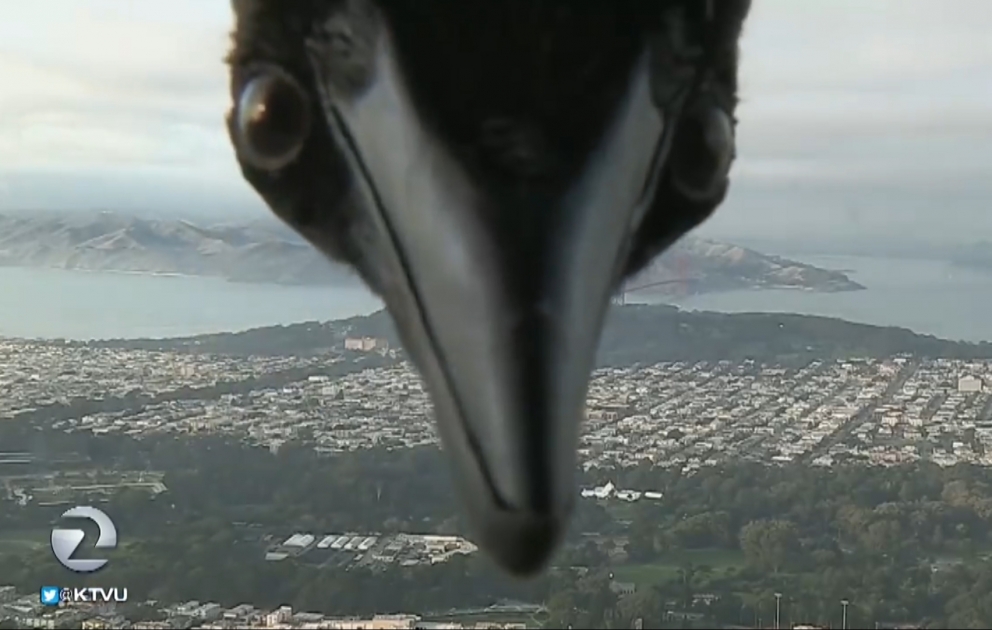 VIDEO Un oiseau s’incruste en plein bulletin météo