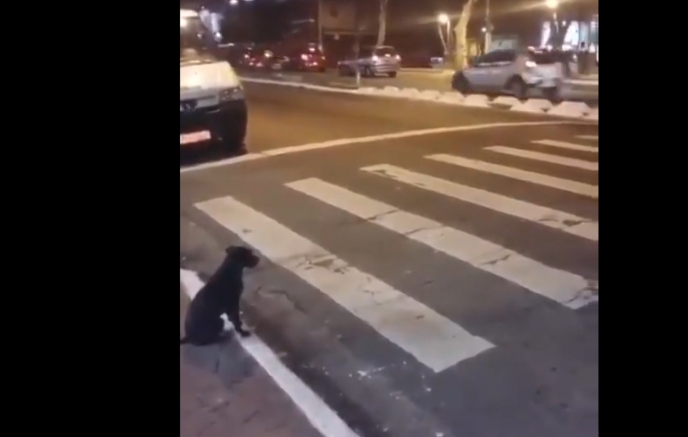 Un chien qui attend le feu vert pour traverser