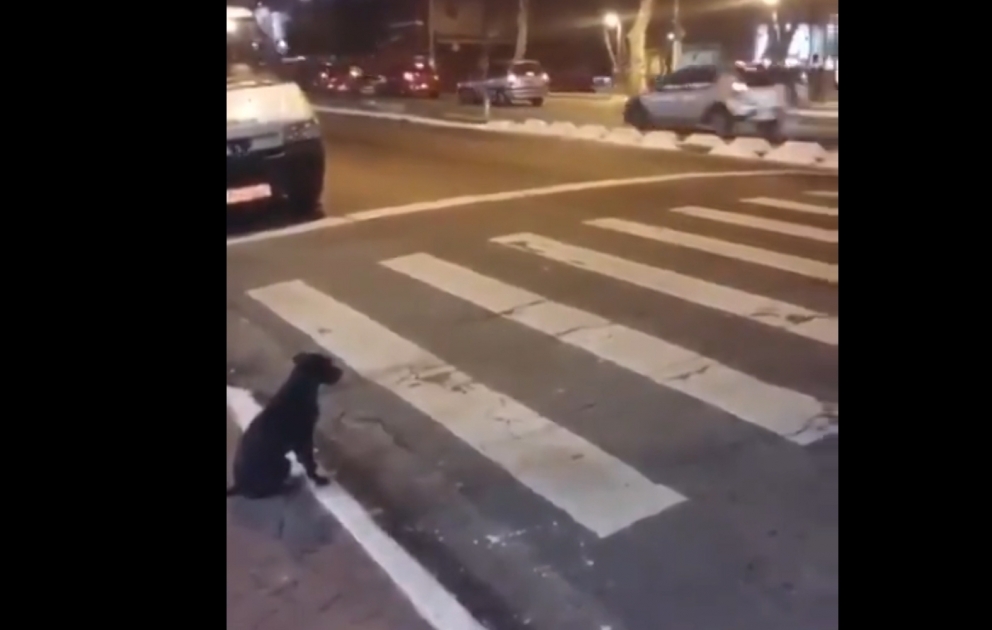 Clever Dog waits for Green Light and then Crosses the Road
