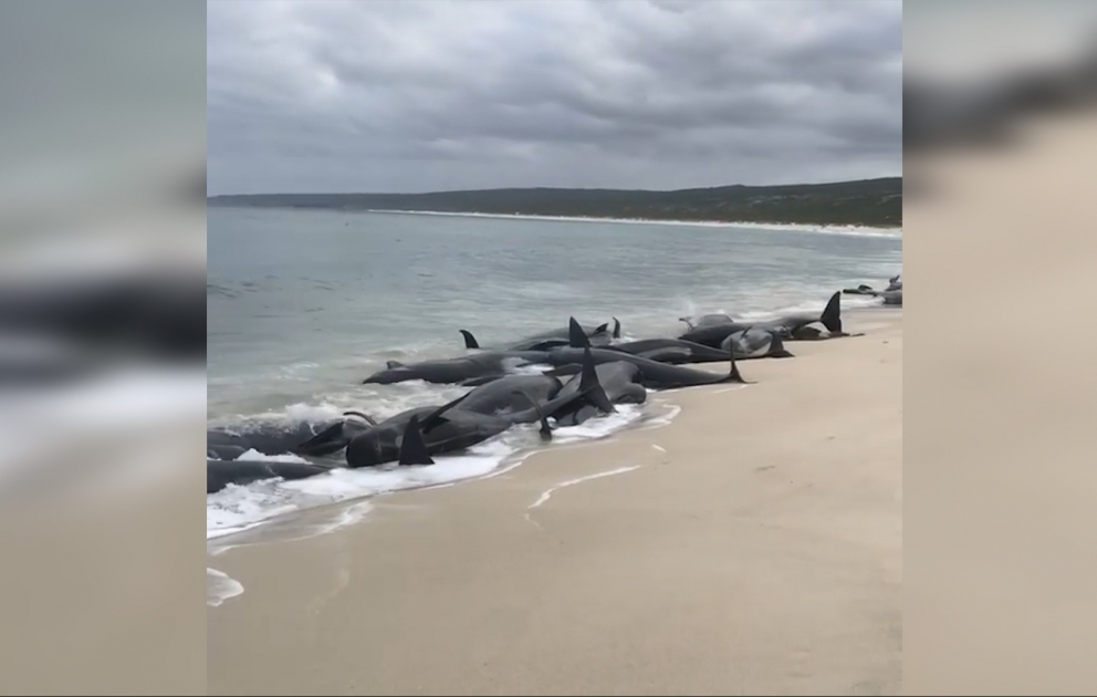 150 beached whales prompts South West shark warning