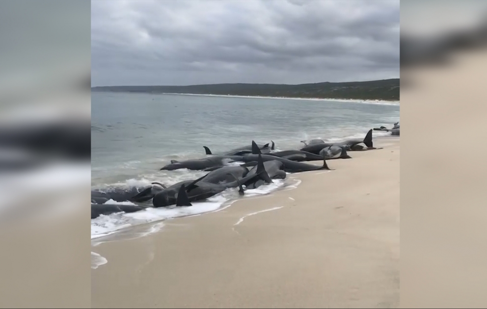 Des dauphins-pilotes meurent échoués sur une plage en Australie
