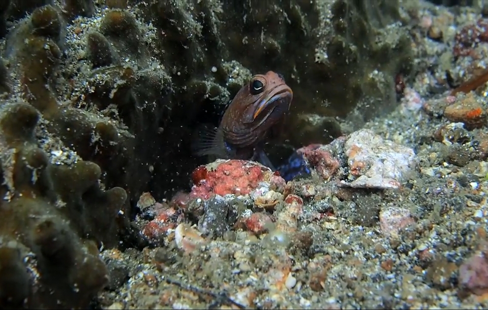 Jawfish Stone Excavation