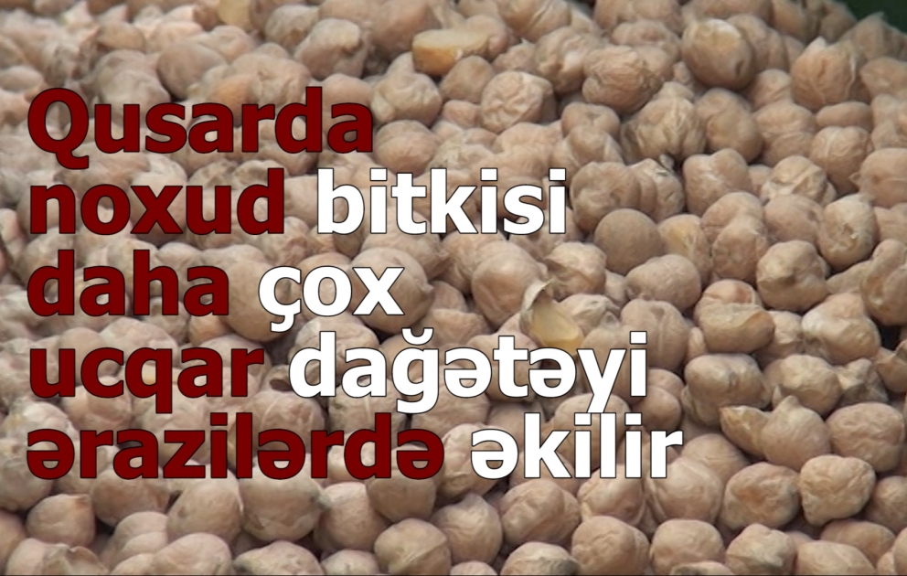 Qusarlı təsərrüfatçıların noxud əkininə marağı artıb