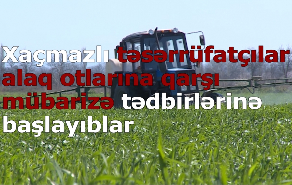 Xaçmazlı təsərrüfatçılar taxıl zəmilərində alaq otlarına qarşı mübarizə tədbirlərinə başlayıblar