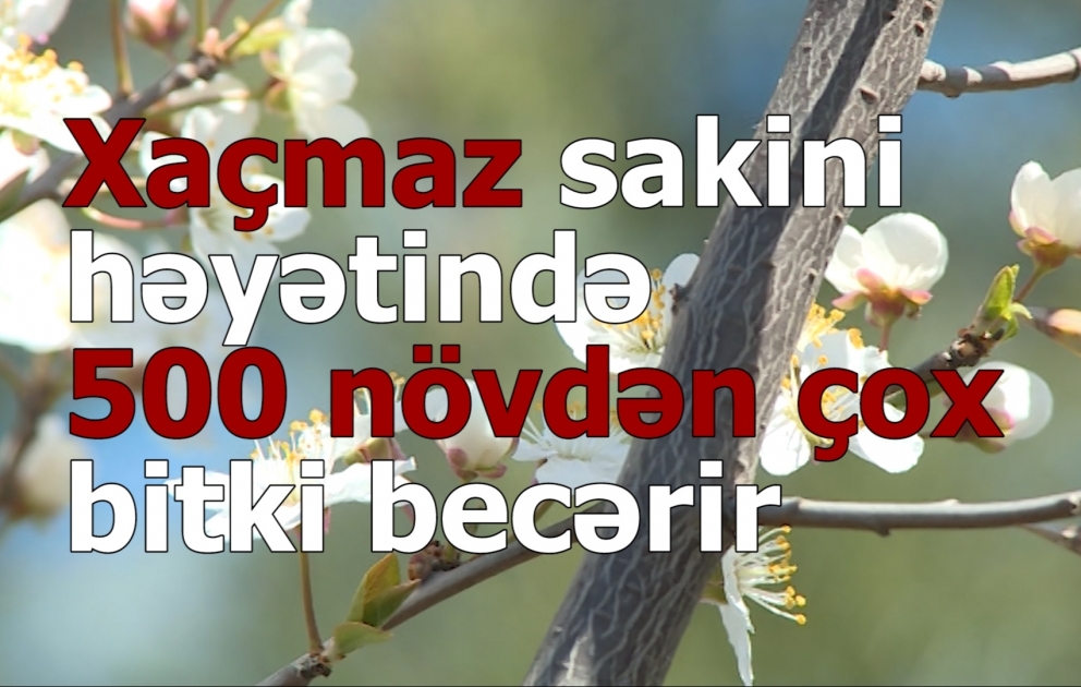 Xaçmaz sakini həyətində 500 növdən çox bitki becərir