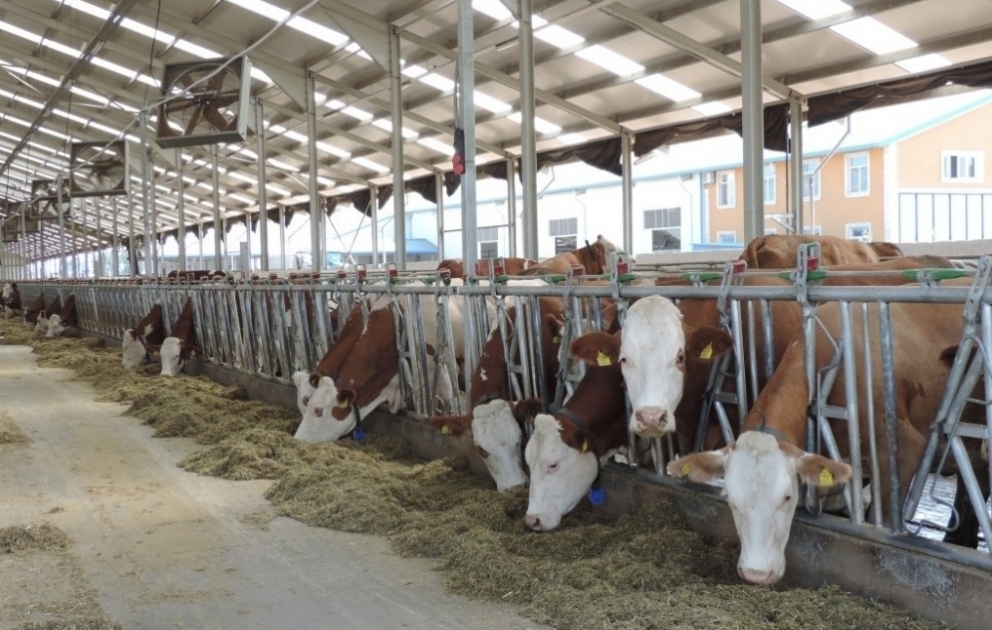 Xaçmazlı təsərrüfat sahibləri lizinq yolu ilə daha 155 baş cins mal-qara alıblar