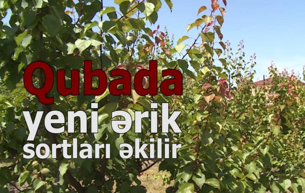 Qubada yeni ərik sortları əkilir
