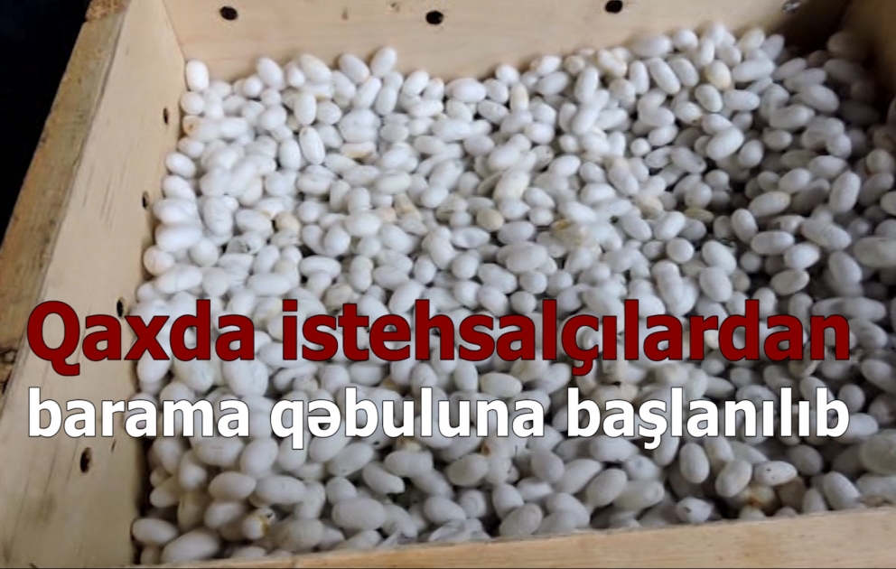 Qax rayonunda istehsalçılardan barama qəbuluna başlanılıb