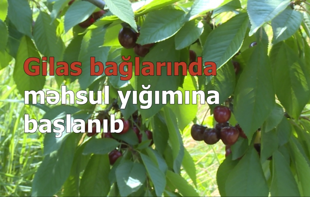 Xaçmazlı sahibkarlar gilas bağlarında məhsul yığımına başlayıblar