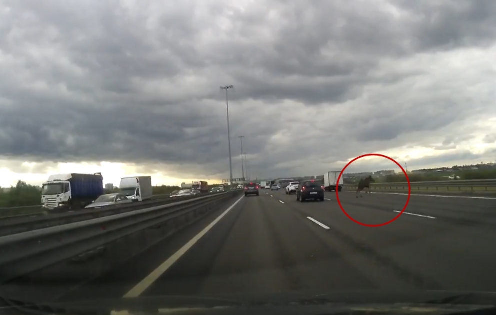 Moose Causes Accident on Russian Highway