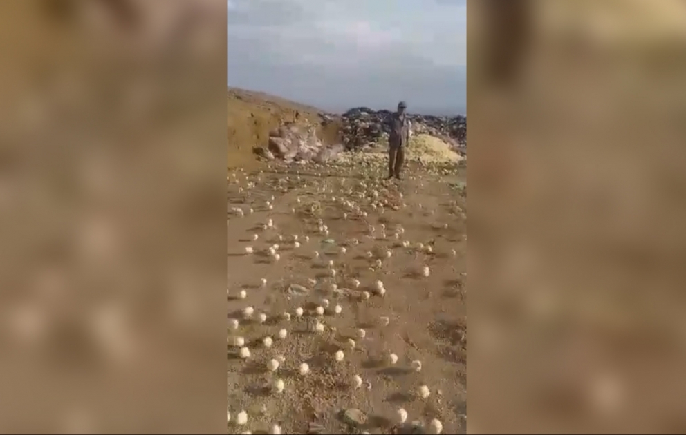 Atılmış köhnə yumurtalardan minlərlə cücə çıxdı