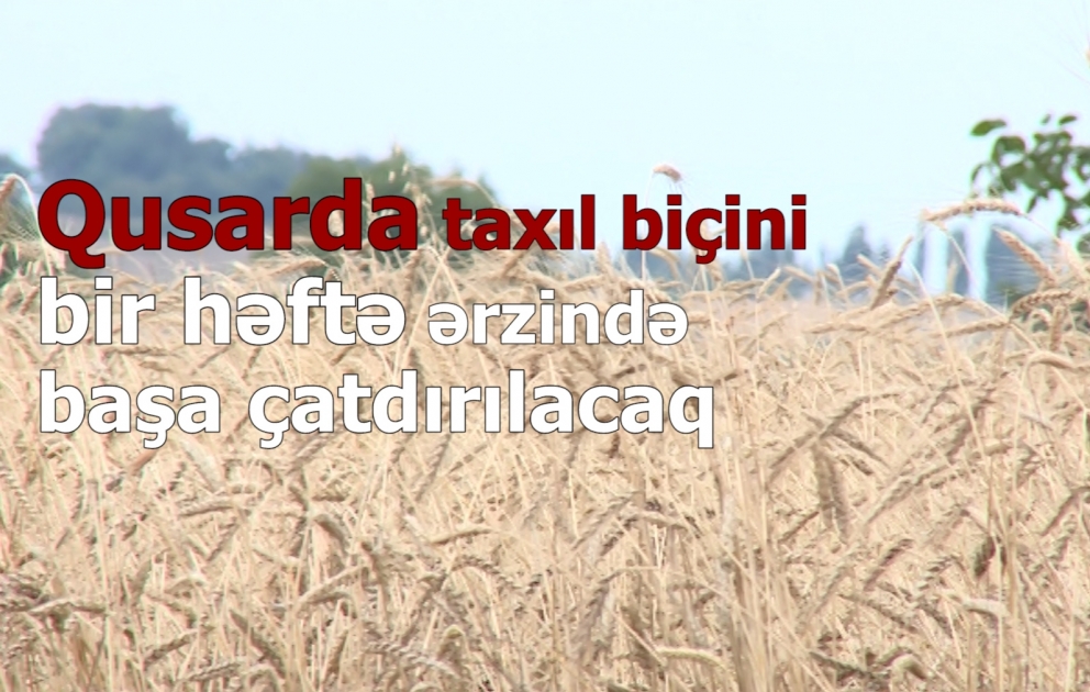 Qusarda taxıl biçini bir həftə ərzində başa çatdırılacaq
