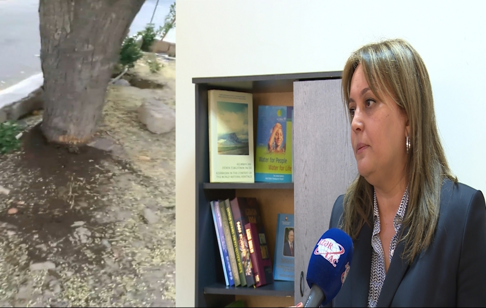 İnsanlar ağaclara zərər verənlərə qarşı vətəndaş mövqeyi göstərməlidir