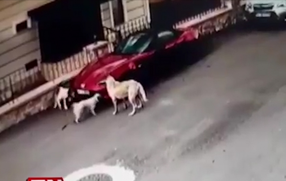 Türkiyədə itlər avtomobili parçaladı