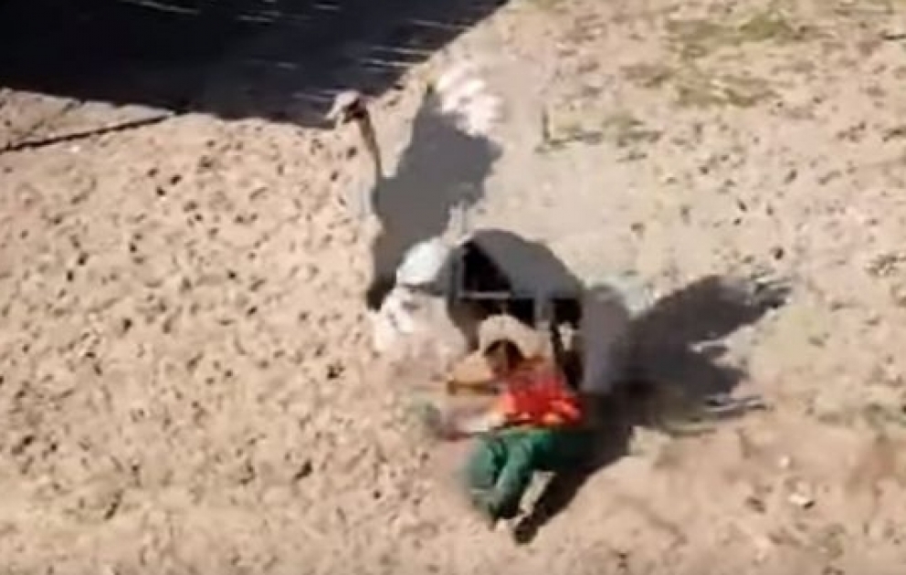 Dəvəquşu zoopark işçisinə hücum etdi