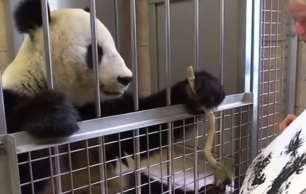 Vyana zooparkındakı bu panda rəsm çəkə bilir