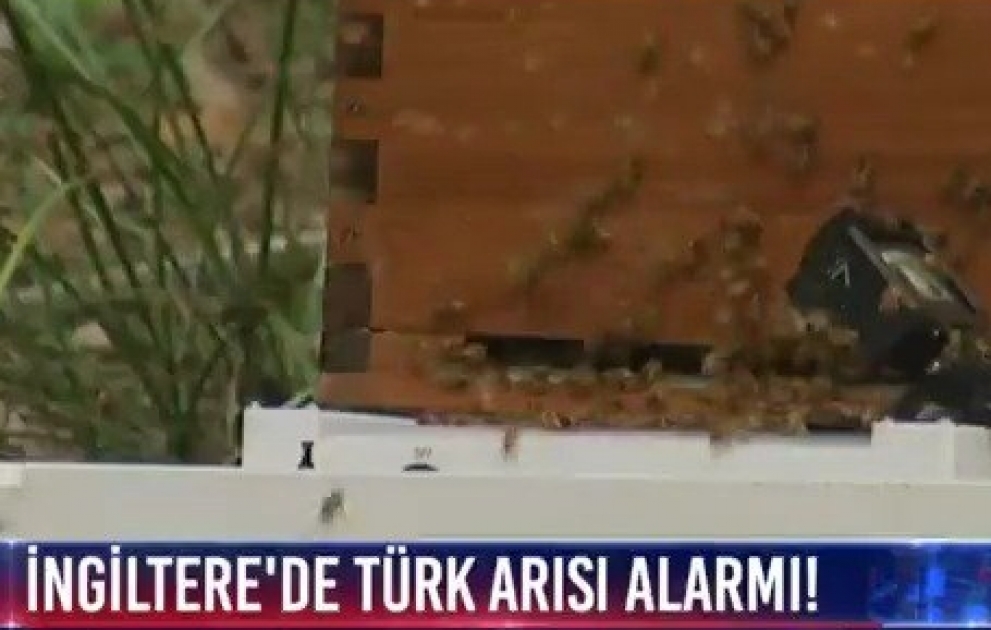 İngiltərədə "türk arı"sı həyəcanı 
Bir ailənin çantasından çıxan arı çaxnaşmaya səbəb oldu