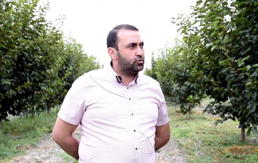 Göyçaylı fermer: Daxili və xarici bazarlarda yetişdirdiyimiz xurmaya böyük tələbat var