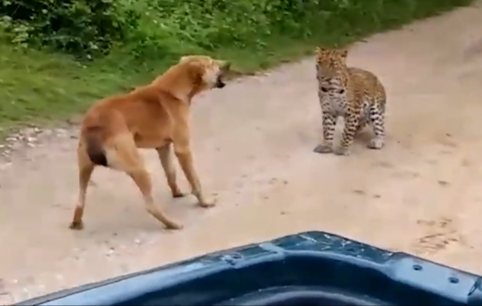 A leopard attacks on street dog in India