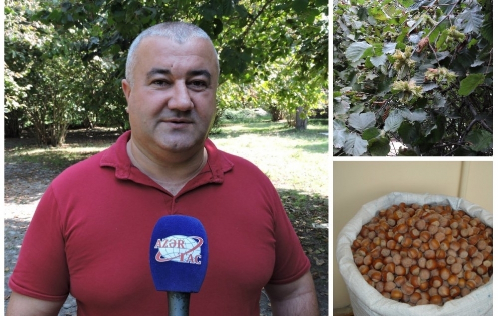 Zaqatalalı fermer: Hər il fındıqçılıqdan 10-12 min manat gəlir götürürəm