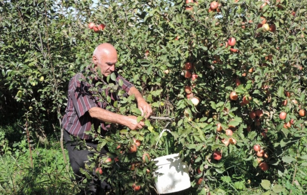 Qubalı bağban bu il 25 ton yapon alması yetişdirib