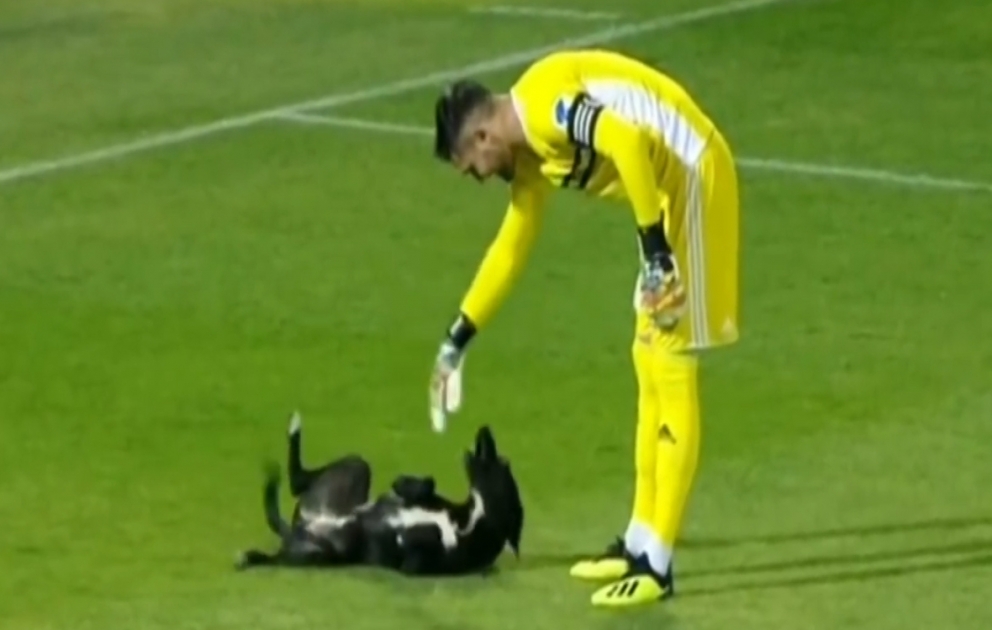 Meydana girən it futbolçularla oynadı