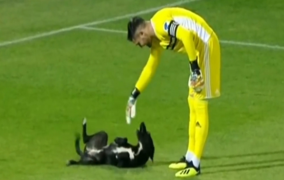 Un chien entré sur la pelouse joue avec les footballeurs