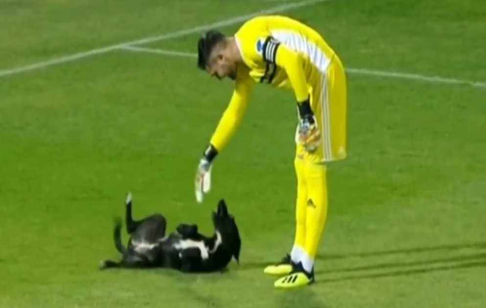 The dog which entered the stadium played with football players