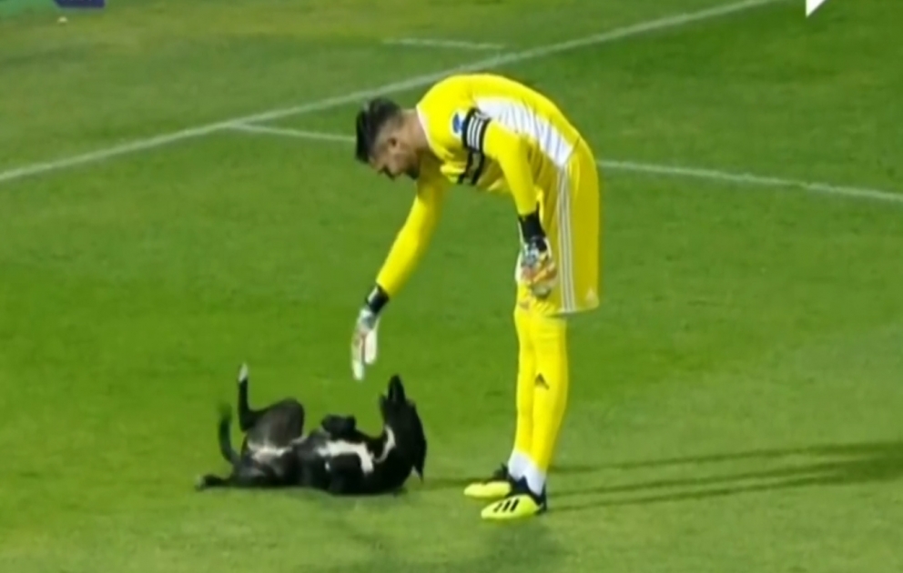 Ein junger Hund hatte sich aufs Spielfeld geschlichen und wollte offenbar gerne mitspielen