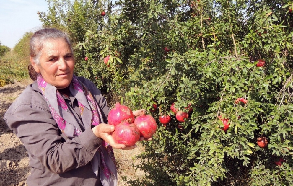 Füzulidə fermer və torpaq mülkiyyətçiləri təsərrüfatlarını genişləndirir