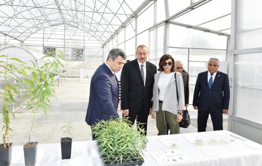 President Ilham Aliyev viewed sapling enterprise of Guba Scientific-Research Institute of fruit and tea