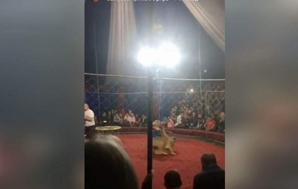 В кубанском цирке львица напала на ребенка